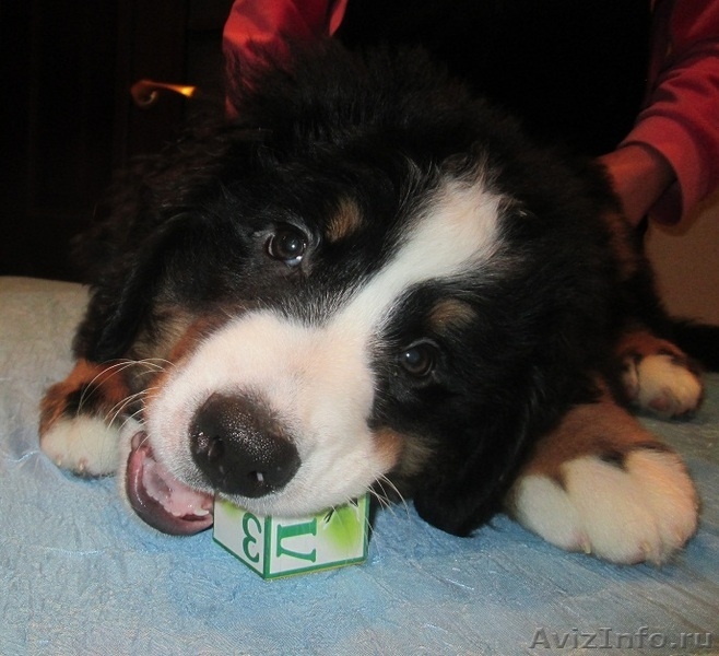 продаются красивые, здоровые щенки бернского зенненхунда - Изображение #4, Объявление #1193669