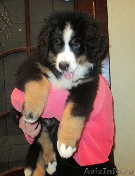 продаются красивые, здоровые щенки бернского зенненхунда - Изображение #5, Объявление #1193669