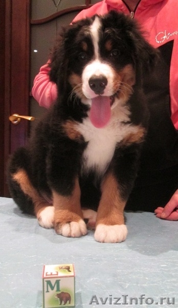 продаются красивые, здоровые щенки бернского зенненхунда - Изображение #6, Объявление #1193669