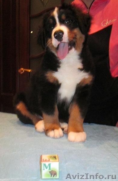 продаются красивые, здоровые щенки бернского зенненхунда - Изображение #7, Объявление #1193669