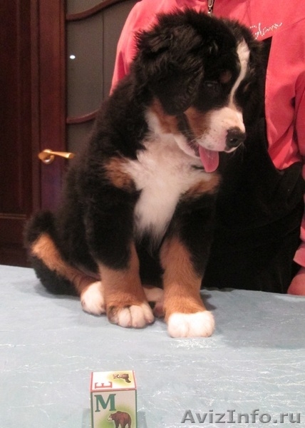 продаются красивые, здоровые щенки бернского зенненхунда - Изображение #8, Объявление #1193669