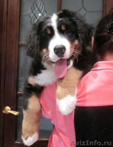 продаются красивые, здоровые щенки бернского зенненхунда - Изображение #9, Объявление #1193669