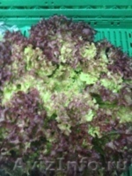 Салат из Испании - Изображение #4, Объявление #1328847