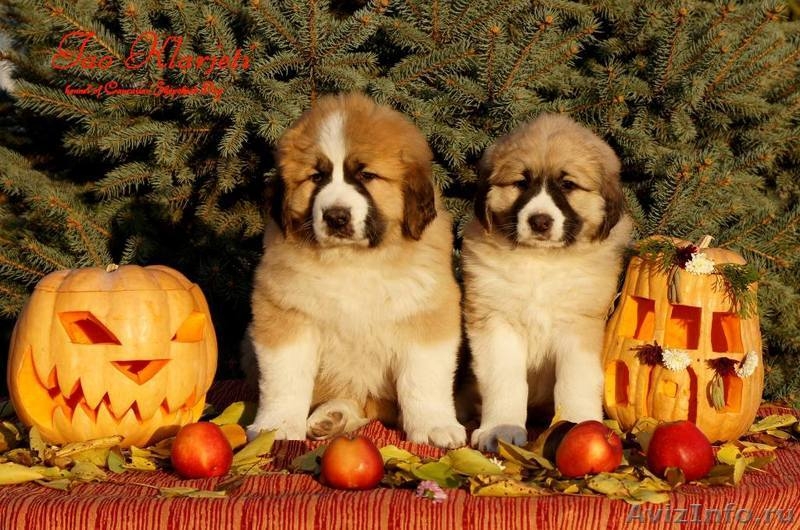 Щенки кавказцы из питомника - Изображение #3, Объявление #1506229