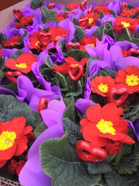 Тюльпан опт   к 8 марта - Изображение #4, Объявление #1521502