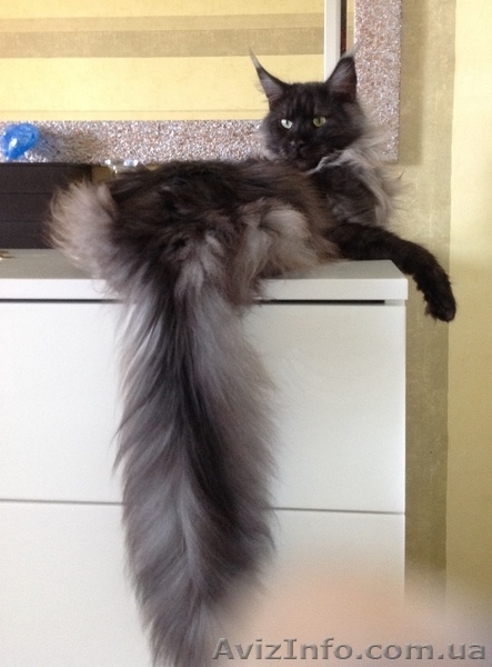 Мейн-куны черные, серебрянные, дымные, мрамора и солиды. - Изображение #8, Объявление #1080754