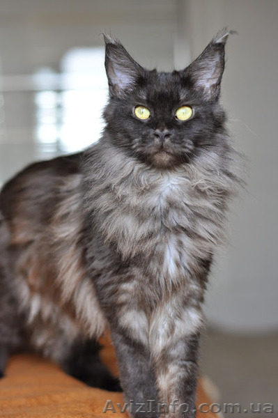 Мейн-куны черные, серебрянные, дымные, мрамора и солиды. - Изображение #7, Объявление #1080754