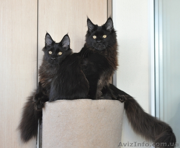 Мейн-куны черные, серебрянные, дымные, мрамора и солиды. - Изображение #9, Объявление #1080754