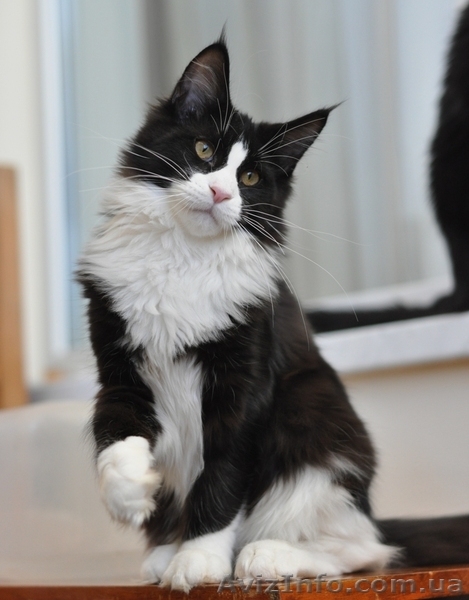 Мейн-куны черные, серебрянные, дымные, мрамора и солиды. - Изображение #10, Объявление #1080754