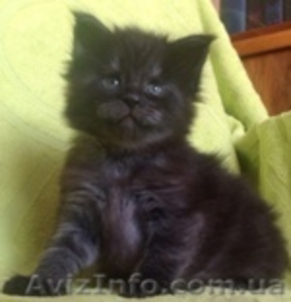 Мейн-куны черные, серебрянные, дымные, мрамора и солиды. - Изображение #1, Объявление #1080754