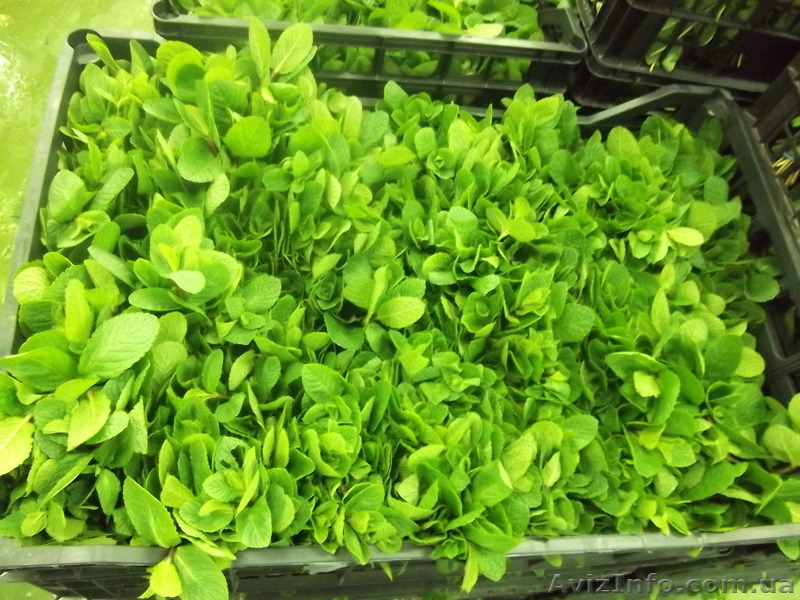Петрушка, укроп, кориандр, мята, лук порей  из Испании - Изображение #4, Объявление #1328854