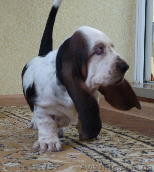 Очаровательные щенки бассет-хаунда - Изображение #4, Объявление #1360885
