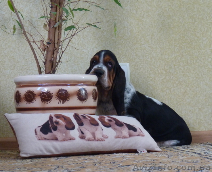 Очаровательные щенки бассет-хаунда - Изображение #7, Объявление #1360885