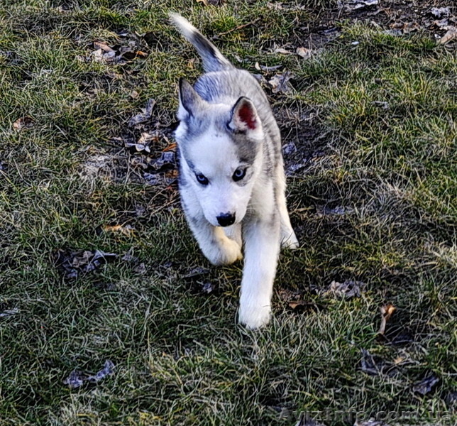 Сибирский хаски щенки, документы FCI. - Изображение #4, Объявление #816875