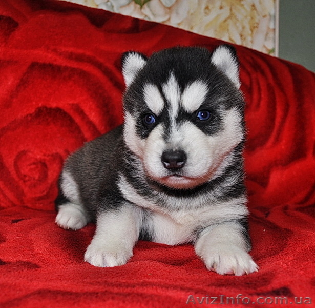 Сибирский хаски щенки, документы FCI. - Изображение #6, Объявление #816875