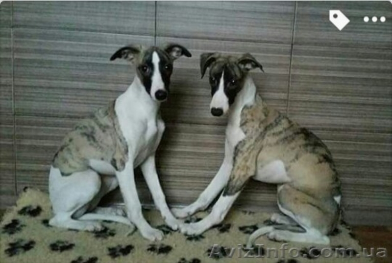Уиппет (Малая английская борзая). Щенки - Изображение #3, Объявление #1508504