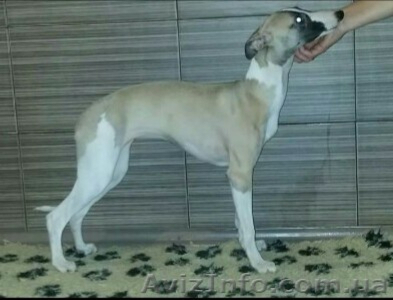 Уиппет (Малая английская борзая). Щенки - Изображение #4, Объявление #1508504