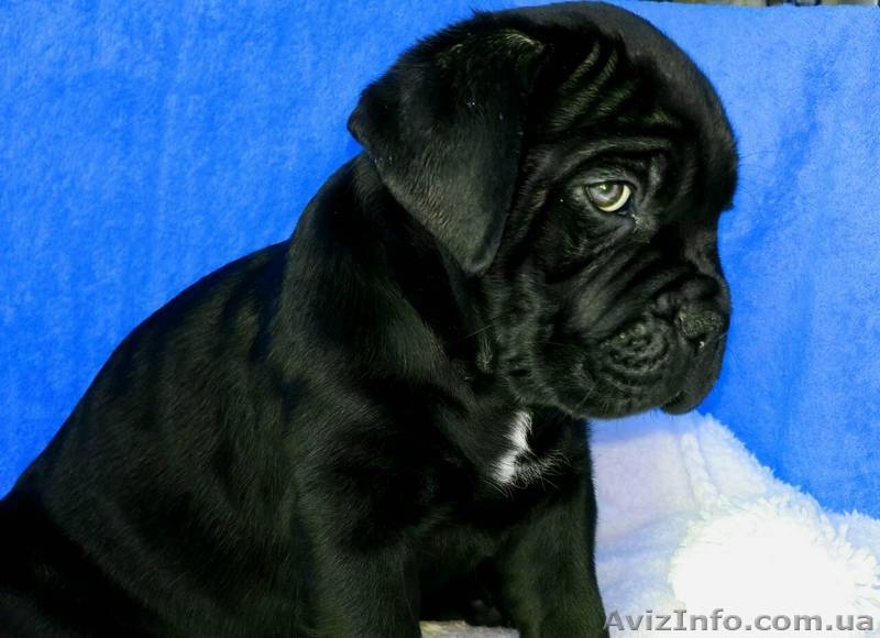 Кане корсо. Щенки - Изображение #3, Объявление #1508506