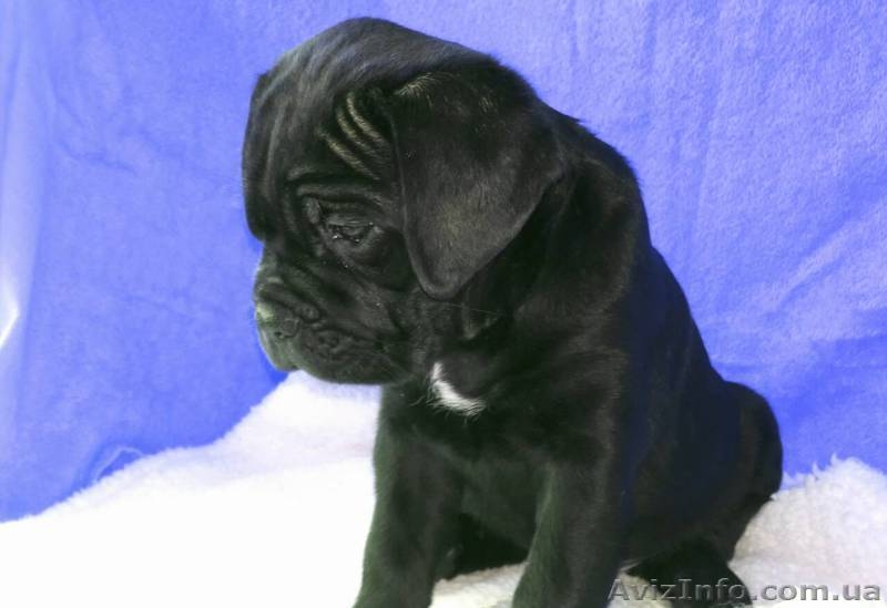 Кане корсо. Щенки - Изображение #4, Объявление #1508506