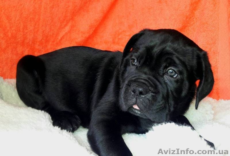 Кане корсо. Щенки - Изображение #5, Объявление #1508506