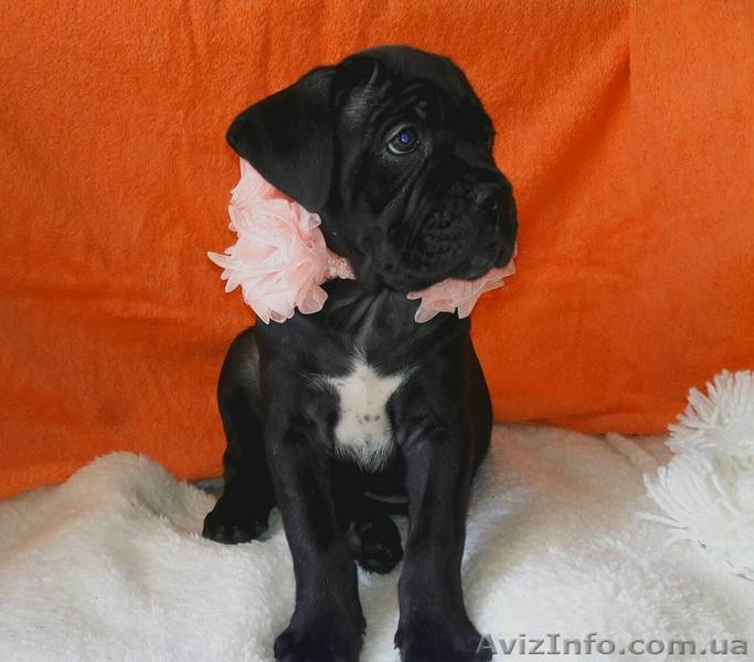 Кане корсо. Щенки - Изображение #6, Объявление #1508506