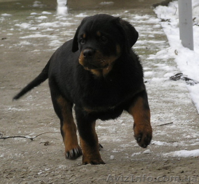 Ротвейлер. Высоко-породные щенки - Изображение #3, Объявление #1508510