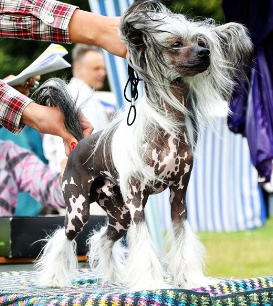 Китайской хохлатой ИнтерЧемпион приглашает подруг на вязку - Изображение #2, Объявление #512109