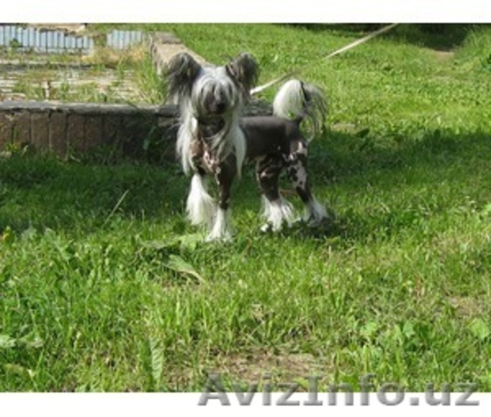 Китайской хохлатой ИнтерЧемпион приглашает подруг на вязку - Изображение #7, Объявление #512109