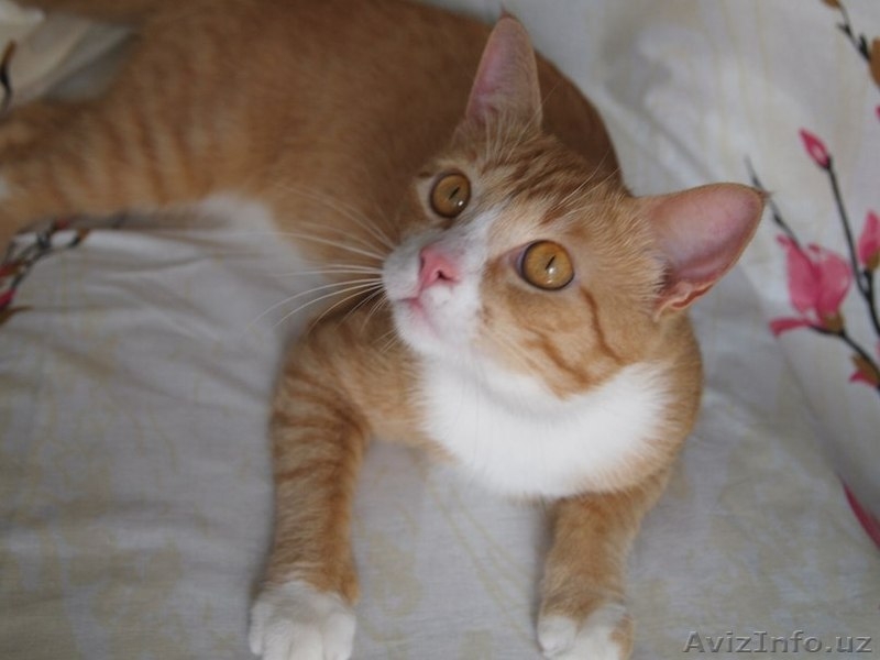 Ашот - обаятельный рыжий котик в добрые руки! - Изображение #4, Объявление #935141