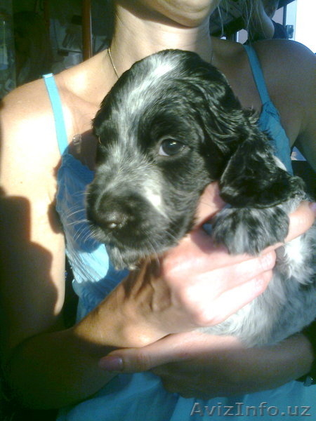 русский спаниель вязка - Изображение #3, Объявление #974196