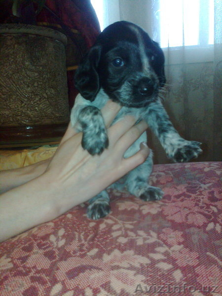 русский спаниель вязка - Изображение #5, Объявление #974196