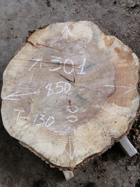 Слэбы из дуба, шпальтового бука, капового тополя, вербы, карагача. - Изображение #10, Объявление #1728514